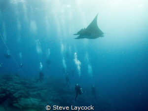 Manta comes to look at the divers - Socorro by Steve Laycock 
